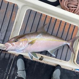 ヒレナガカンパチ