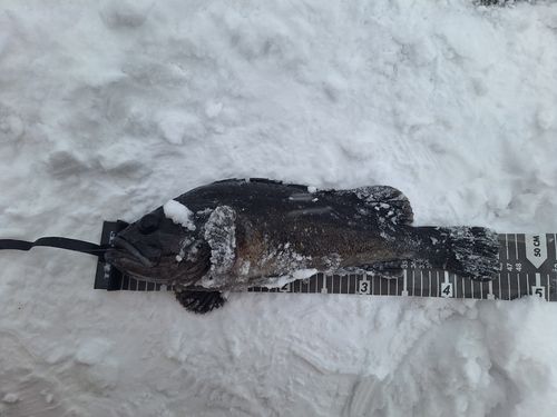 クロソイの釣果