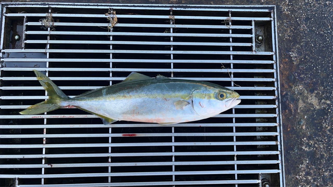 DAIWA 21オーバーゼア グランデ（ショアジギングモデル） 106Hの最安値