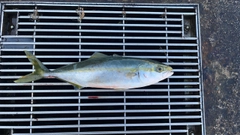 ツバイソの釣果