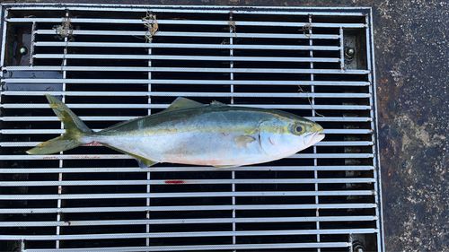 ツバイソの釣果