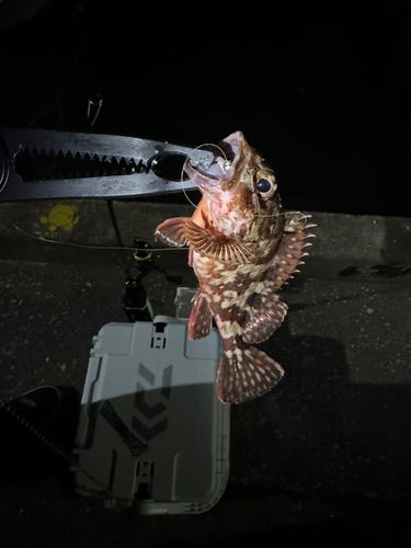 釣果