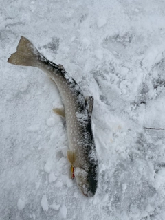 アメマスの釣果