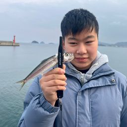 トウゴロウイワシ