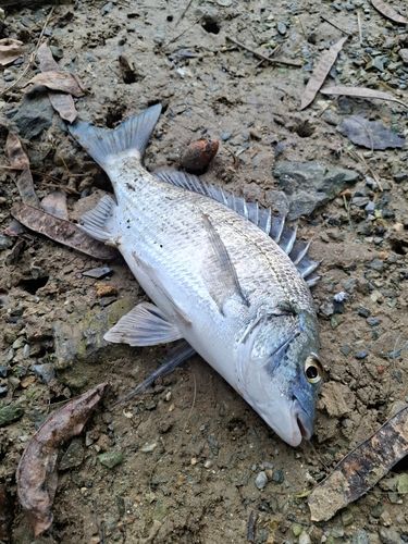 ミナミクロダイの釣果