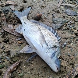 ミナミクロダイ