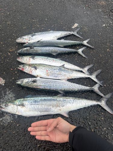 網代浜海水浴場