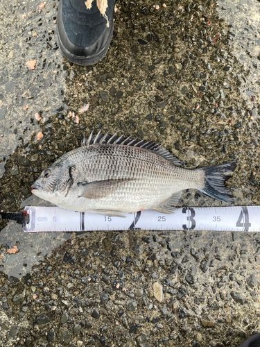 クロダイの釣果