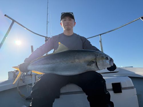 ヒラマサの釣果