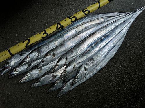 タチウオの釣果