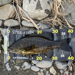 スモールマウスバス