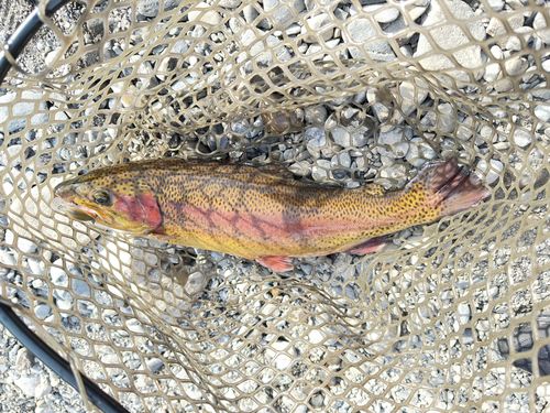 ニジマスの釣果