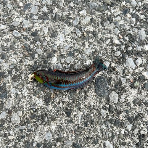 ニシキベラの釣果