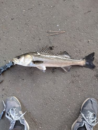 フッコ（マルスズキ）の釣果