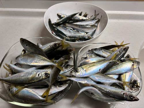 アジの釣果