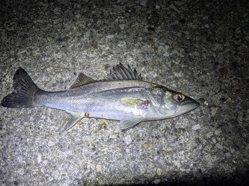 千葉港中央埠頭