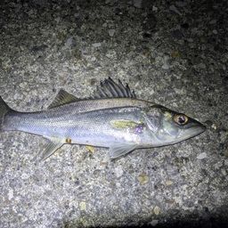 セイゴ（タイリクスズキ）