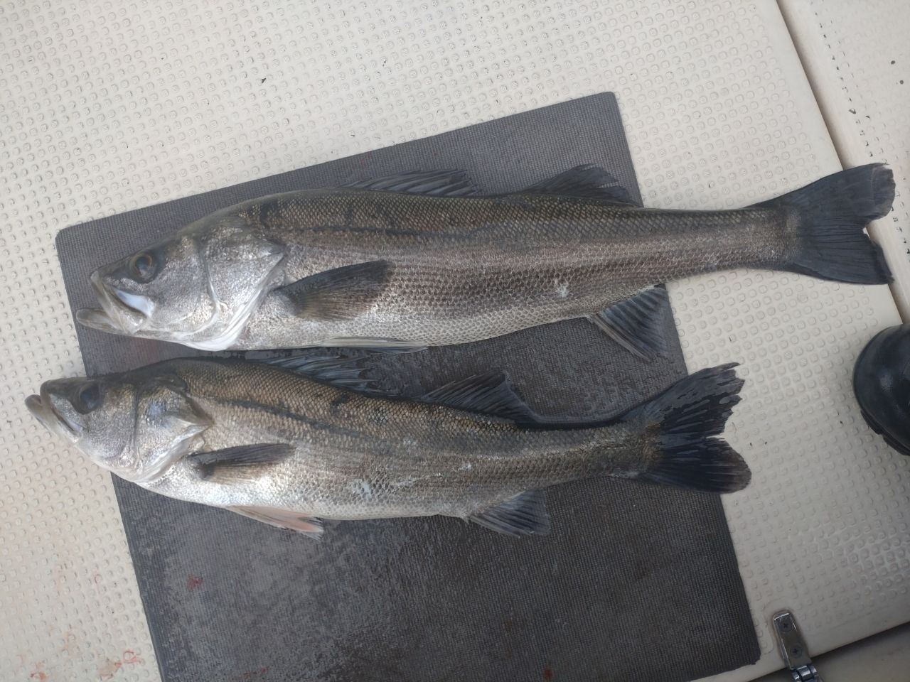 シーバス】おすすめランガンスタイル - アングラーズ | 釣果600万件の