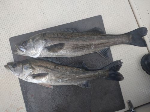 ハクラ（マルスズキ）の釣果