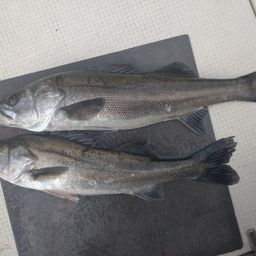 ハクラ（マルスズキ）