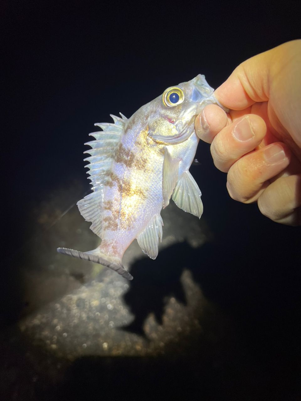 DAIWA 21月下美人 MX 74UL-S・Nの最安値・インプレ・釣果 | 本音の