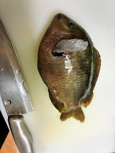 オヤビッチャの釣果