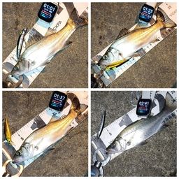 セイゴ（ヒラスズキ）