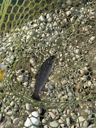 ニジマスの釣果