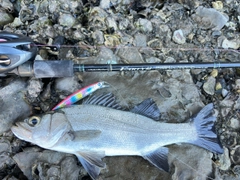 セイゴ（ヒラスズキ）の釣果