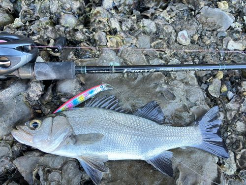 セイゴ（ヒラスズキ）の釣果