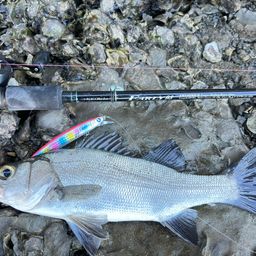 セイゴ（ヒラスズキ）