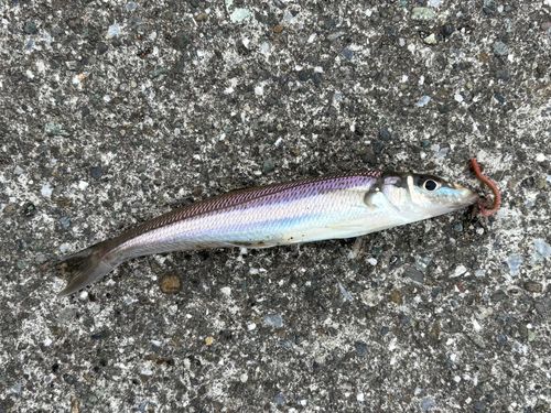 シロギスの釣果