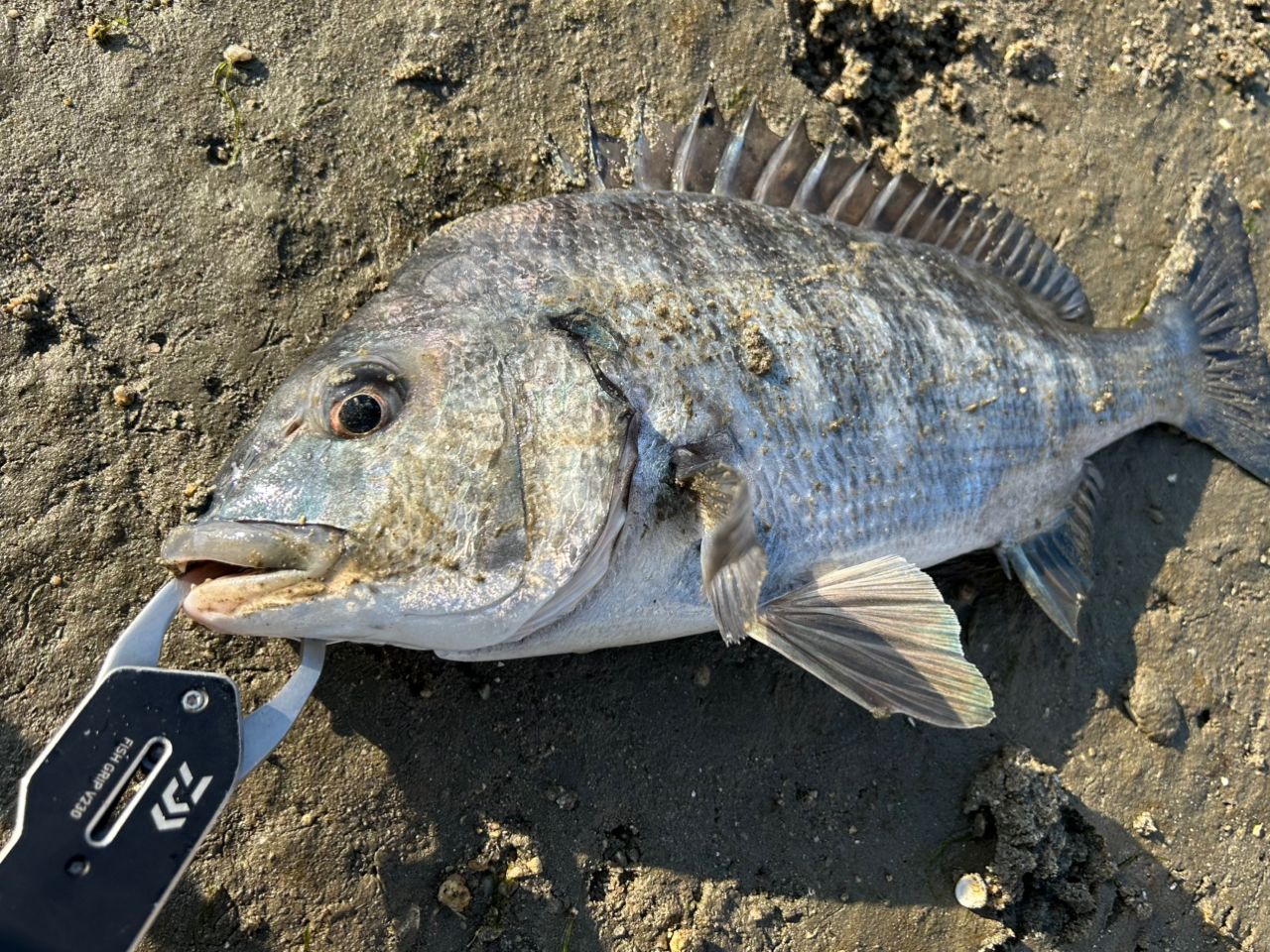 SHIMANO 23ディアルーナ S86MLの最安値・インプレ・釣果 | 本音の