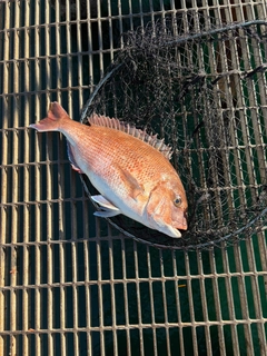 タイの釣果