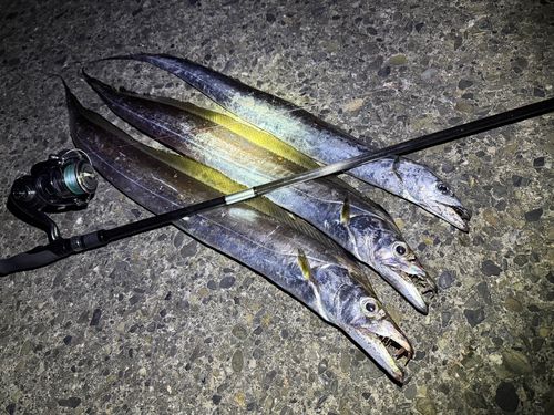 タチウオの釣果