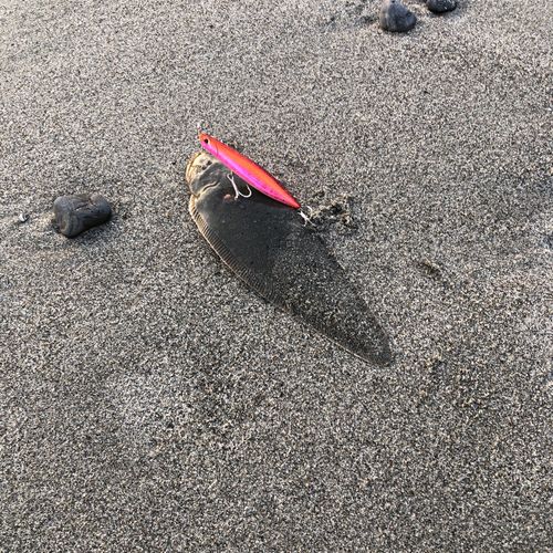 シタビラメの釣果