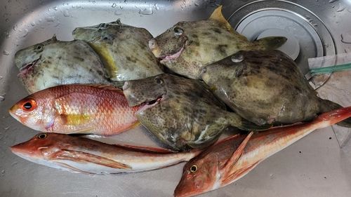 カワハギの釣果