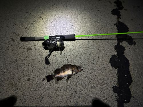 シロメバルの釣果