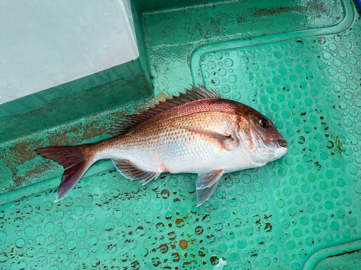湘南の素人釣師さんの釣果 1枚目の画像