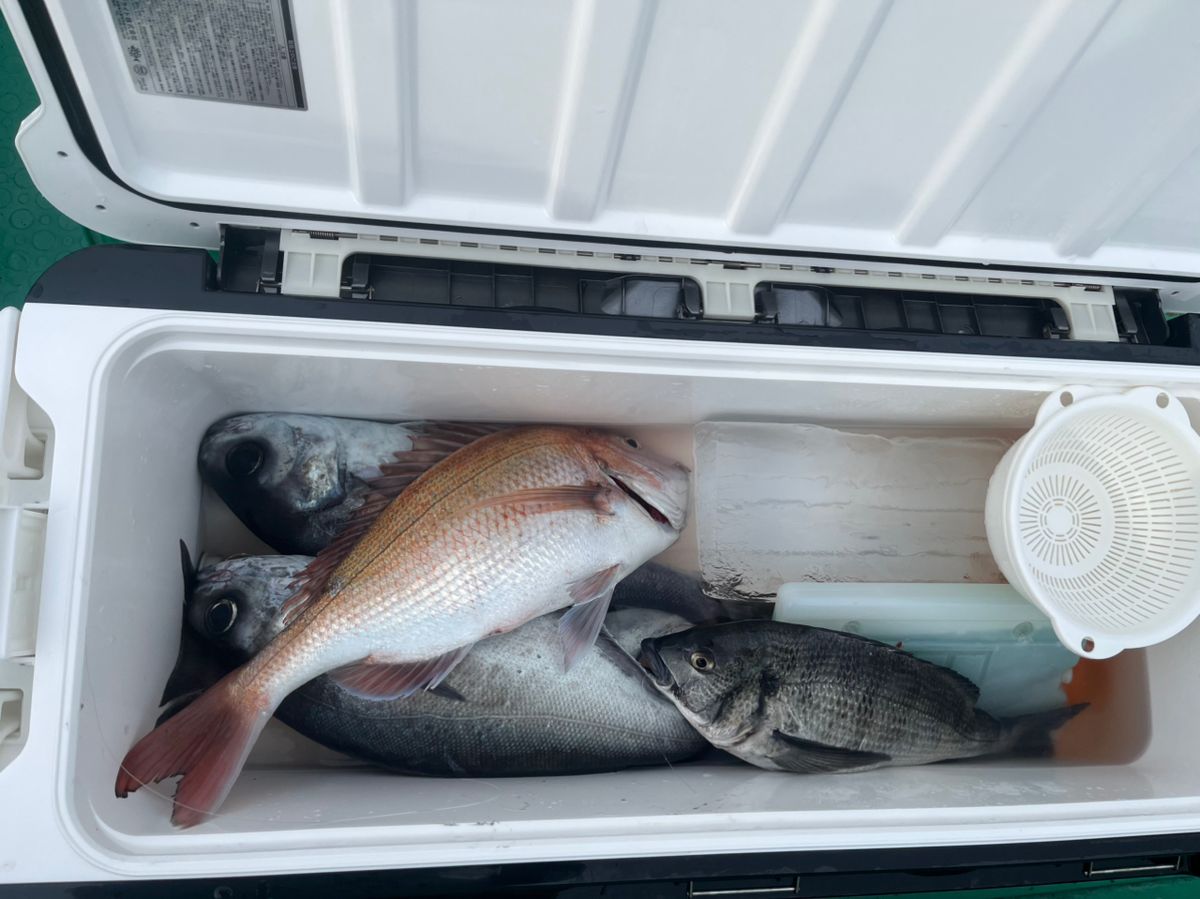 湘南の素人釣師さんの釣果 2枚目の画像