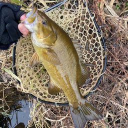 スモールマウスバス