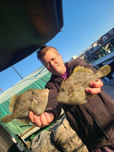 カワハギの釣果