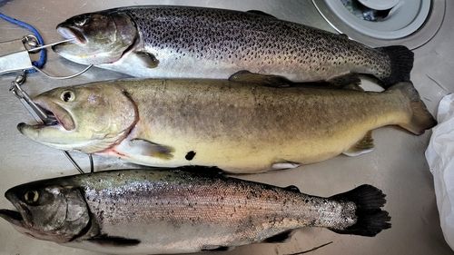 カットスロートの釣果