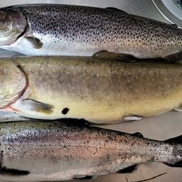 カットスロート