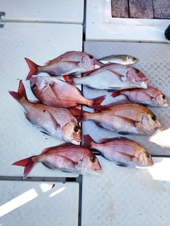 タイの釣果