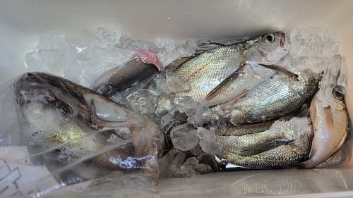 クログチの釣果