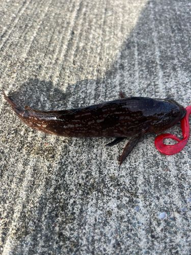 アイナメの釣果