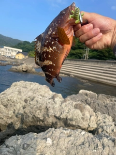 キジハタの釣果