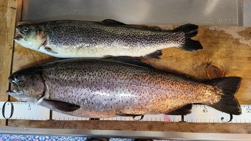 カットスロートの釣果