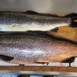 カットスロート